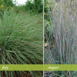 Standing Ovation Little Bluestem Grass -BloomNest Shop schizachyrium scop standing ovation july august 1 1