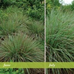 Standing Ovation Little Bluestem Grass -BloomNest Shop schizachyrium scop standing ovation june july 1 1