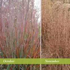 Standing Ovation Little Bluestem Grass -BloomNest Shop schizachyrium scop standing ovation october november 1 1