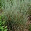Standing Ovation Little Bluestem Grass 1 Standing Ovation Little Bluestem Grass -BloomNest Shop schizachyrium scop standing ovation 1 1