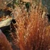 Blaze Little Bluestem Grass -BloomNest Shop schizachyrium scoparium blaze 3 cropped 4