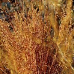 Blaze Little Bluestem Grass -BloomNest Shop schizachyrium scoparium blaze cropped 2