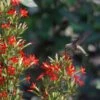 Royal Catchfly (Silene) -BloomNest Shop scott myrick hummingbird silene regia royal catch fly wa