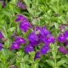 Dark Violet Skullcap (Scutellaria) -BloomNest Shop scutellaria dark violet close up flower