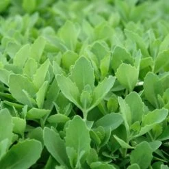 Autumn Fire Sedum 10 Autumn Fire Sedum -BloomNest Shop sed autumnfire fol northcreek nu