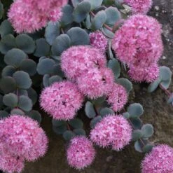 October Daphne Sedum -BloomNest Shop sedum seboldii october daphne 11