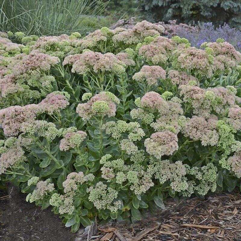 Autumn Fire Sedum 7 Autumn Fire Sedum - Image 5