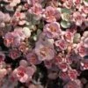 Voodoo Sedum -BloomNest Shop sedum purium voo doo 001 720x720 72 rgb