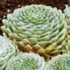 Cobweb Hens And Chicks -BloomNest Shop sempervivum arachnoideum 3