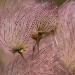 Apache Plume (Fallugia) 11 Apache Plume (Fallugia) -BloomNest Shop shutterstock apache plume fallugia paradoxa 2 cropped