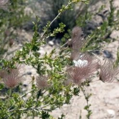 Apache Plume (Fallugia) 14 Apache Plume (Fallugia) -BloomNest Shop shutterstock apache plume fallugia paradoxa 3 cropped