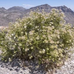 Apache Plume (Fallugia) 13 Apache Plume (Fallugia) -BloomNest Shop shutterstock apache plume fallugia paradoxa 4 cropped