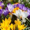 Snow Crocus Mix 1 Snow Crocus Mix -BloomNest Shop snow crocus mix 1