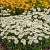 Snowcap Shasta Daisy 2 Snowcap Shasta Daisy -BloomNest Shop snowcap shasta daisy 1