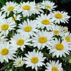 Snowcap Shasta Daisy -BloomNest Shop snowcap shasta daisy 3