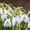 Snowdrops -BloomNest Shop snowdrops green white 530249788 cropped