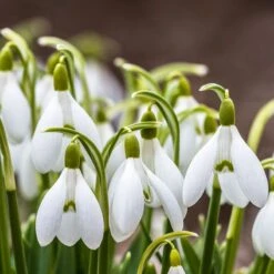 Snowdrops
