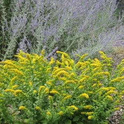 Golden Fleece Goldenrod (Solidago) 7 Golden Fleece Goldenrod (Solidago) -BloomNest Shop solidago golden fleece russian sage perovskia atriplicifolia