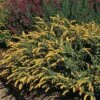 Golden Fleece Goldenrod (Solidago) -BloomNest Shop solidago sphacelata golden fleece 91928 web 1 2