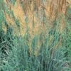 Llano Indian Grass -BloomNest Shop sorghastrum nutans llano 1 2