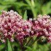 Soulmate Swamp Milkweed 2 Soulmate Swamp Milkweed -BloomNest Shop soulmate milkweed asclepias incarnata