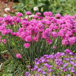 Splendens Armeria 7 Splendens Armeria -BloomNest Shop splendens sea thrift armeria maritima garden