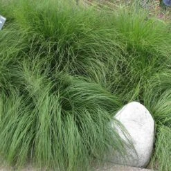 Prairie Dropseed Grass -BloomNest Shop sporobolus heterolipis close up of foliage 91930 cropped