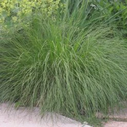 Prairie Dropseed Grass -BloomNest Shop sporobolus heterolipis foliage cropped