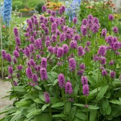 Hummelo Betony -BloomNest Shop stachys monieri hummelo 3