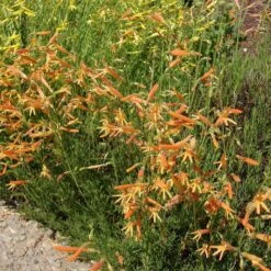SteppeSuns® Sunset Glow Penstemon 7 SteppeSuns® Sunset Glow Penstemon -BloomNest Shop steppesuns sunset glow penstemon orange