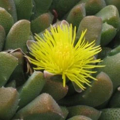 Night-Blooming Ice Plant (Stomatium) -BloomNest Shop stomatium mustilnum flower