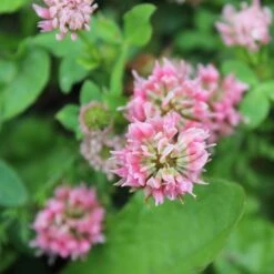 Alternative Lawn Wildflower Seed Mix -BloomNest Shop strawberry clover close up