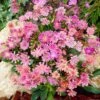 Sunset Strain Lewisia -BloomNest Shop sunset strain lewisia rock garden