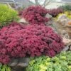 SunSparkler® Dazzleberry Sedum 1 SunSparkler® Dazzleberry Sedum -BloomNest Shop sunsparkler dazzleberry sedum 1