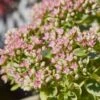 SunSparkler® Lime Twister Sedum -BloomNest Shop sunsparkler lime twister sedum close up