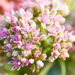 SunSparkler® Lime Twister Sedum 8 SunSparkler® Lime Twister Sedum -BloomNest Shop sunsparkler lime twister sedum pink flowers