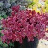 SunSparkler® Wildfire Sedum -BloomNest Shop sunsparkler wildfire sedum container 2