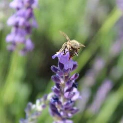 Sharon Roberts English Lavender 12 Sharon Roberts English Lavender -BloomNest Shop susan quimby honey bee lavender or 4
