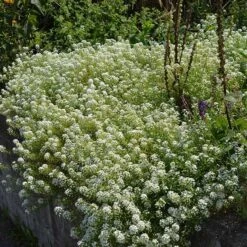 Alternative Lawn Wildflower Seed Mix -BloomNest Shop sweet alyssum