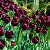 Queen Of The Night Single Late Tulip 1 Queen Of The Night Single Late Tulip -BloomNest Shop tulip queen of the night cropped 1