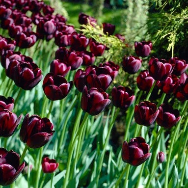 Queen Of The Night Single Late Tulip 2 Queen Of The Night Single Late Tulip