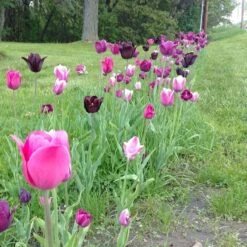 Blue Moon Triumph Tulip Mix -BloomNest Shop tulip blue moon mix cropped hm 10