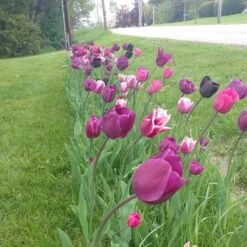 Blue Moon Triumph Tulip Mix -BloomNest Shop tulip blue moon mix cropped hm 6