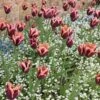 Slawa Triumph Tulip -BloomNest Shop tulipa slawa triumph tulip garden cropped