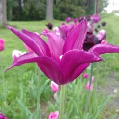 Blue Moon Triumph Tulip Mix -BloomNest Shop tulipa blue moon mix hm 3