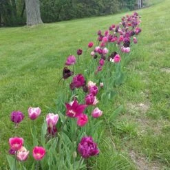 Blue Moon Triumph Tulip Mix -BloomNest Shop tulipa blue moon mix hm 4