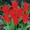 Red Emperor Tulip -BloomNest Shop tulipredemperor 3