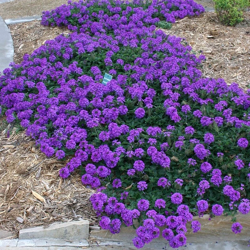 Valley Lavender® Plains Verbena 5 Valley Lavender® Plains Verbena - Image 3