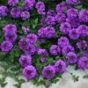 Valley Lavender® Plains Verbena 1 Valley Lavender® Plains Verbena -BloomNest Shop verbena bipinnitifida valley lavender close up 2