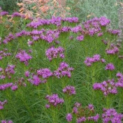 Iron Butterfly Ironweed (Vernonia) 7 Iron Butterfly Ironweed (Vernonia) -BloomNest Shop vernonia lettermanii iron butterfly agastache aurantiaca shades of orange